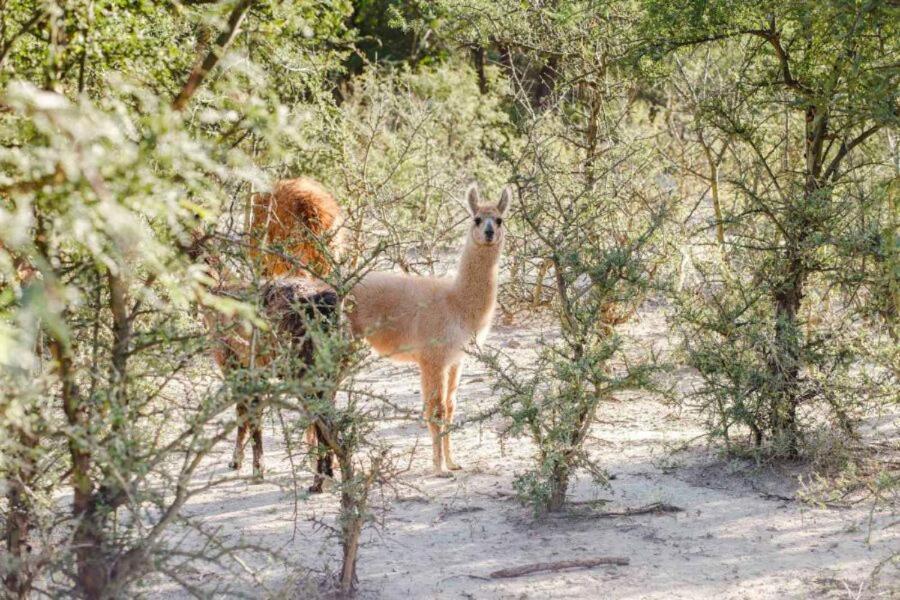 Estancia Rio De Arena Colalao del Valle Kültér fotó